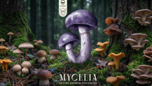 Mycelia – Grzyby Ameryki Północnej